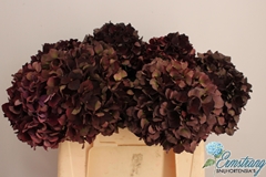 Hydrangea Dark Ruby Classic 40cm 12-14cm Hd