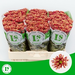 Chrysanth Santini Miri Yellow 55cm 42gr.