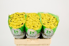 Chrysanth Spray Williams Sunny 55cm 48gr.