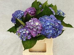 Hydrangea Bodensee Blue 40cm 8-10cm Hd