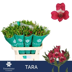 Alstroemeria Tara 70cm 40gr.