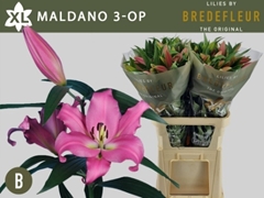 Lily Oriental Maldano 90cm 3+