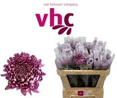 Chrysanth Single Hornbill Dark 70cm 65gr.