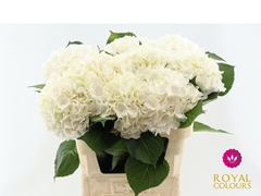 Hydrangea White Verena 80cm 20-22cm Hd