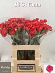 Dianthus Single Clam 60cm