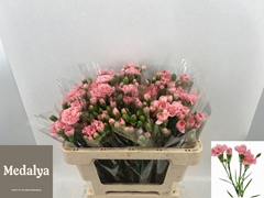 Dianthus Spray Montana 55cm