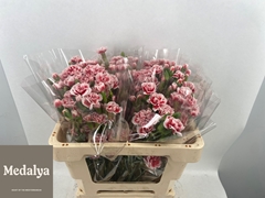 Dianthus Spray Yumiko 55cm