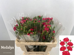 Dianthus Spray Picasso 55cm