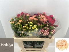 Dianthus Spray Mix 50cm