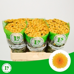 Chr S Williams Orang 55cm 48gr.