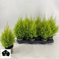 Cupressus Goldcrest Wilma 10Ø 40cm