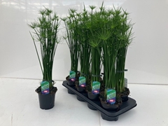 Cyperus Haspan 12Ø 60cm