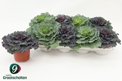 Brassica Oleracea 13Ø 15cm