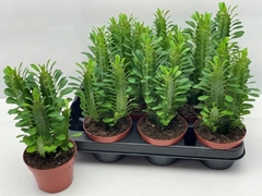 Euphorbia Trigona 10Ø 25cm