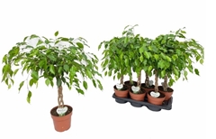 Ficus Benjamina Exotica 17Ø 65cm