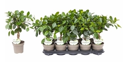 Ficus Microcarpa Maya 12Ø 35cm