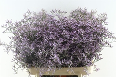 Limonium Safora Lilac 80cm 35gr.