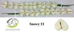 Anthurium Snowy 6cm Hd