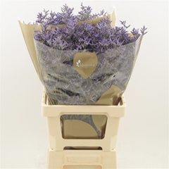 Limonium Safora Dark Blue 70cm 35gr.