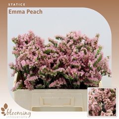 Limonium Sinuatum Peach Wings 60cm 20gr.