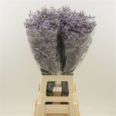 Limonium Safora Lilac 80cm 35gr.
