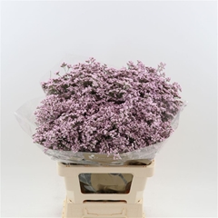 Limonium Safora Oshi Pink 70cm 25gr.
