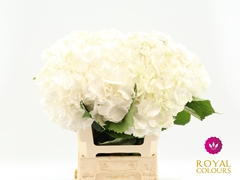 Hydrangea White Verena 60cm 18-20cm Hd