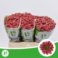 Chrysanth Santini Rossi Lobster 55cm 44gr.