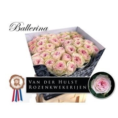 Rosa Ballerina Summerhouse 70cm