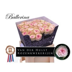 Rosa Ballerina Summerhouse 60cm