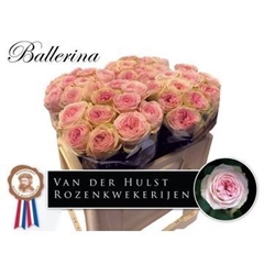 Rosa Ballerina Summerhouse 50cm