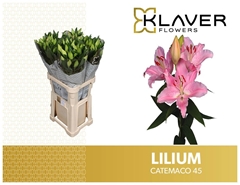 Lily Oriental Catemaco 100cm 4+