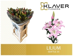 Lily Oriental Seattle 85cm 3+
