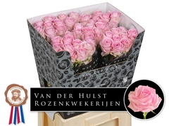 Rosa Zaina! 70cm