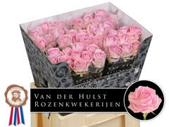 Rosa Zaina! 60cm