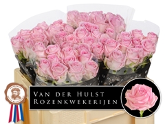 Rosa Zaina! 50cm
