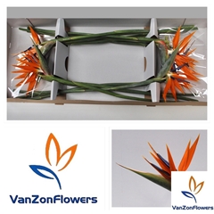 Strelitzia Reginae Flower 80cm 23cm
