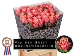 Rosa Adele 70cm