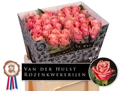Rosa Adele 60cm