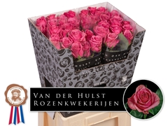 Rosa Kiss Me Kate 70cm