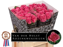 Rosa Kiss Me Kate 60cm