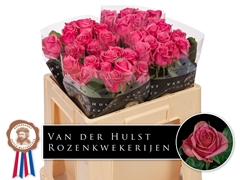 Rosa Kiss Me Kate 50cm