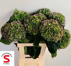 Hydrangea Pompidou Classic 65cm 20-22cm Hd