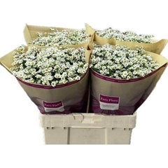Tanacetum Parthenium Cameron 60cm