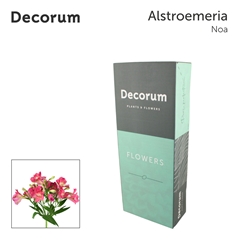 Alstroemeria Noa 75cm
