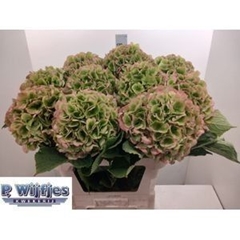 Hydrangea Verena Classic 80cm 18-20cm Hd