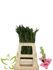 Gladiolus Nanus Summer Love 65cm 25gr.