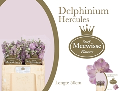Delphinium Double Dewi Hercules 50cm