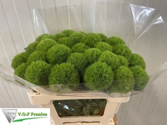 Dianthus Barb Green Trick 50cm