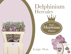 Delphinium Double Dewi Hercules 70cm